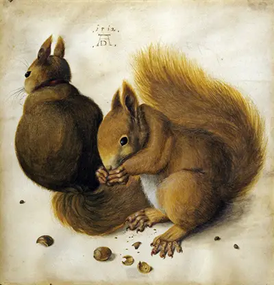 Squirrels Albrecht Durer